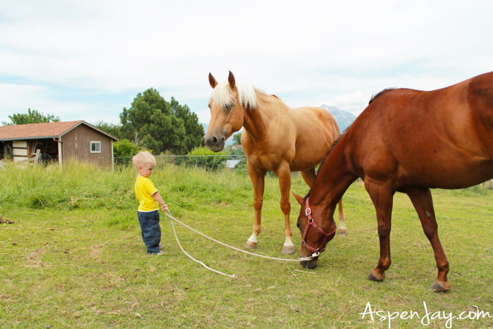 Looking to plan an EPIC summer? Create a summer bucket list - free printable included plus 99+ ideas to add to your list! Horseback riding is a great one!