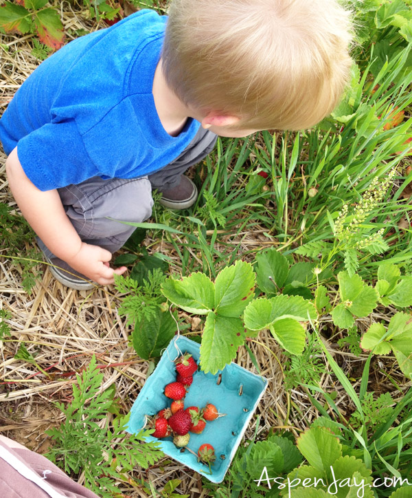 Looking for fun activities to do this summer? Here are 99+ awesome summer bucket list ideas to include in your summer! Strawberry picking is definitely a must!