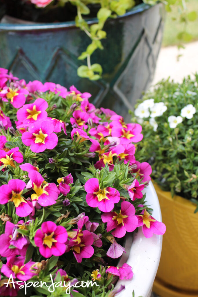 Pink spring flowers in a white pot for Easter backyard party decor and garden styling